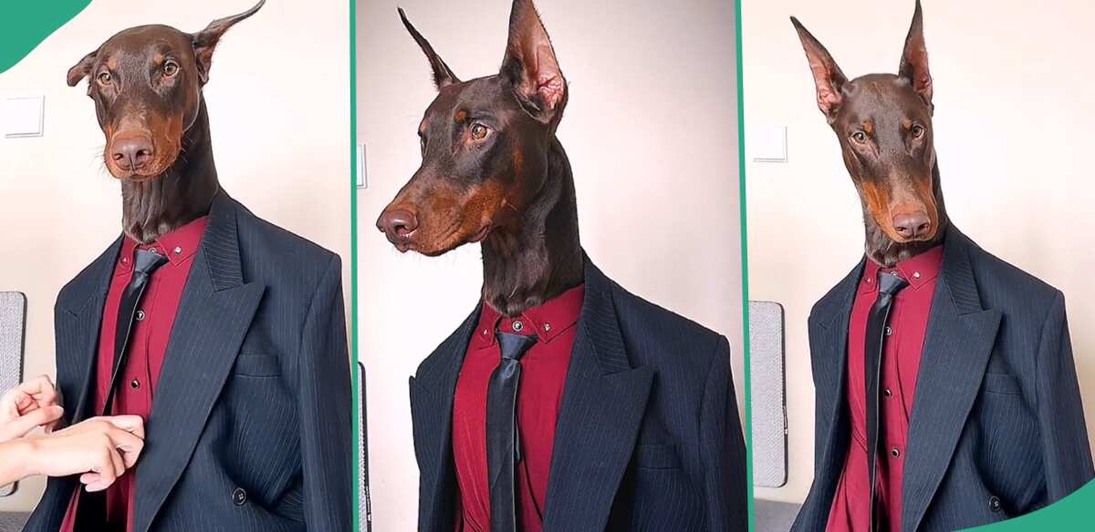 Pet dog made to wear a suit.