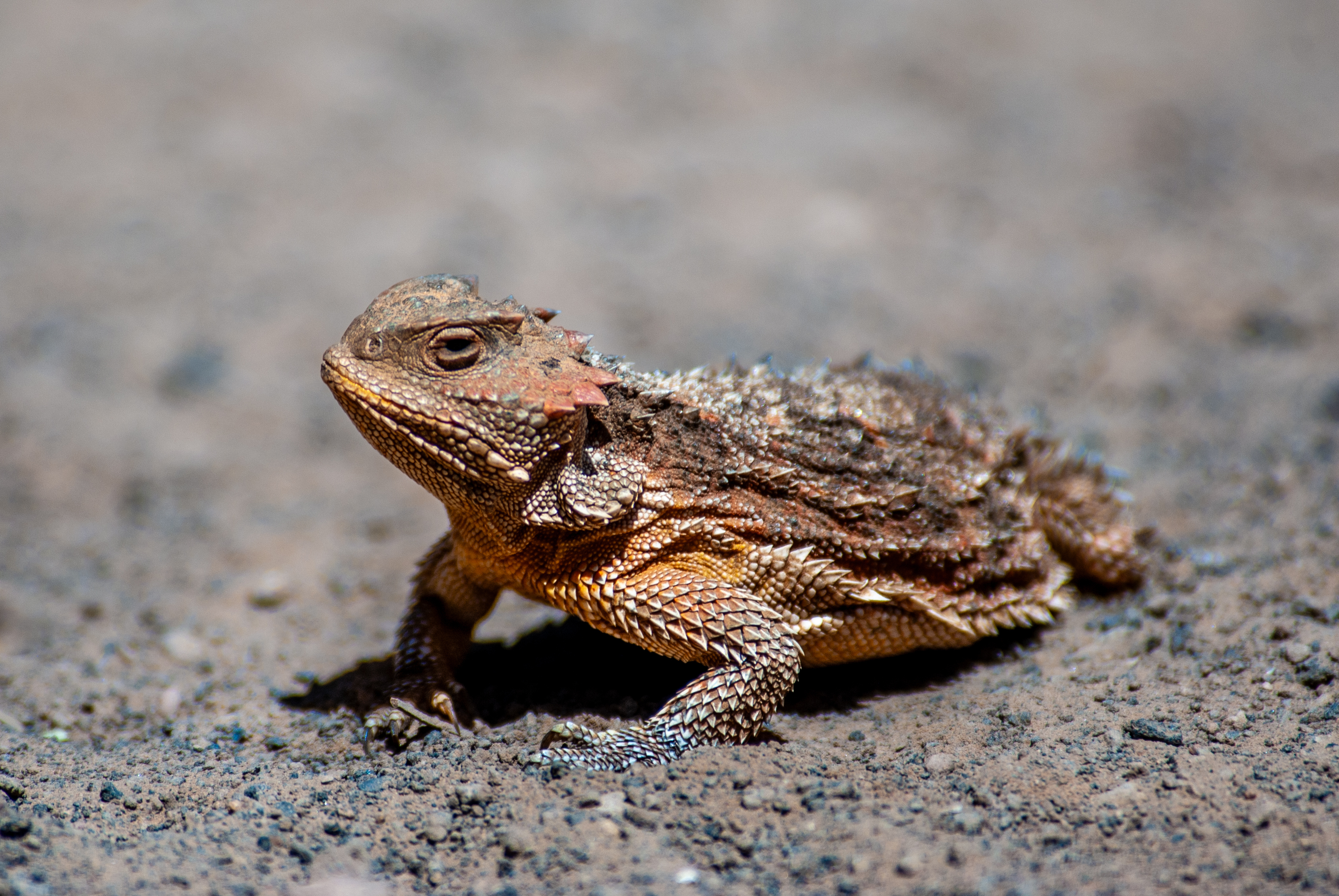 The Desert horned lizard is a species of lizard native to western North America