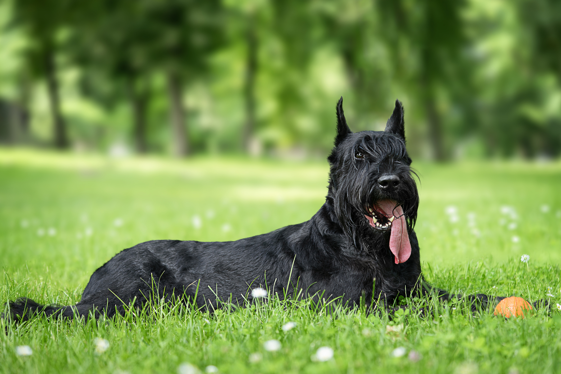 A black Giant Schnauzer in the park.