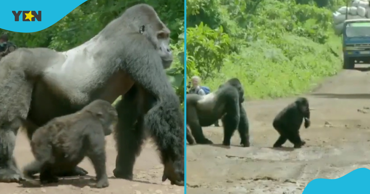Gorilla making family cross road