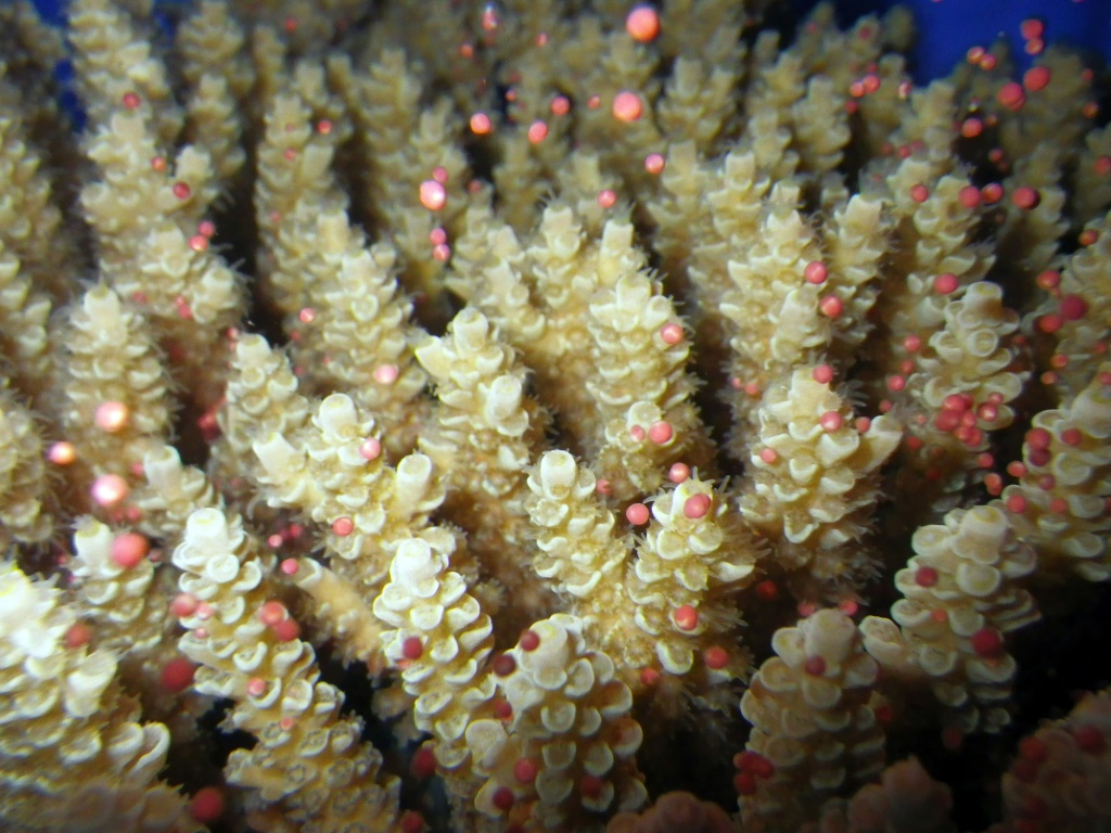 Scientists surveying 87 sites said northern and central parts of the reef had bounced back from damage thanks mainly to fast-growing Acropora corals