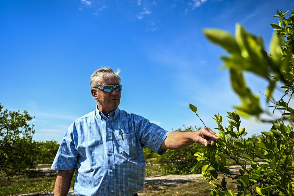 Vernon C Hollingsworth inspects his citrus farm in Arcadia, Florida, a state that is the world's second largest producer of orange juice after Brazil