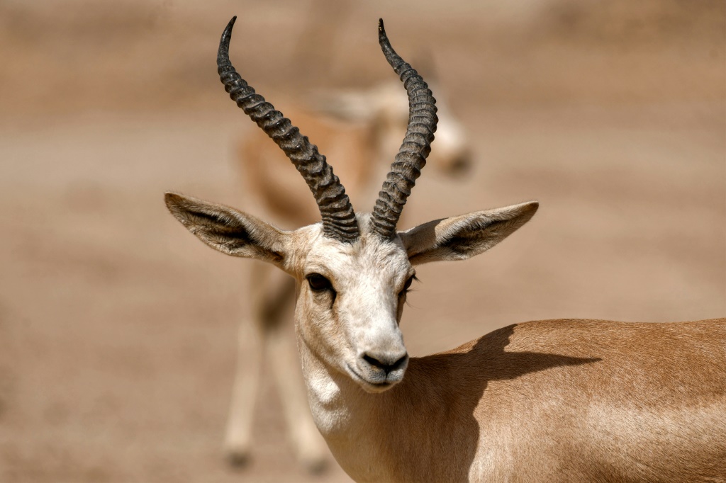 rhim gazelle eyes