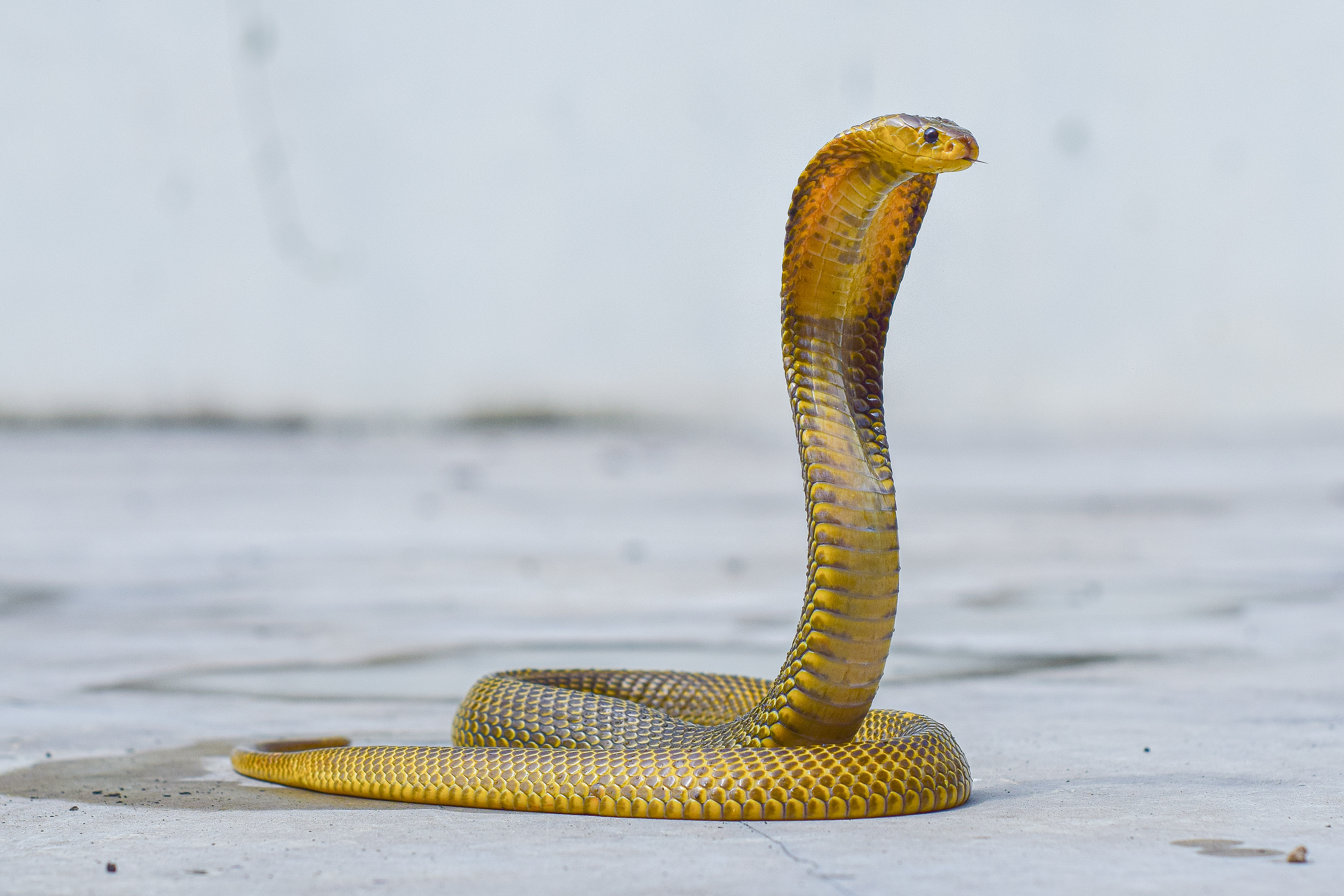 An image of king cobra