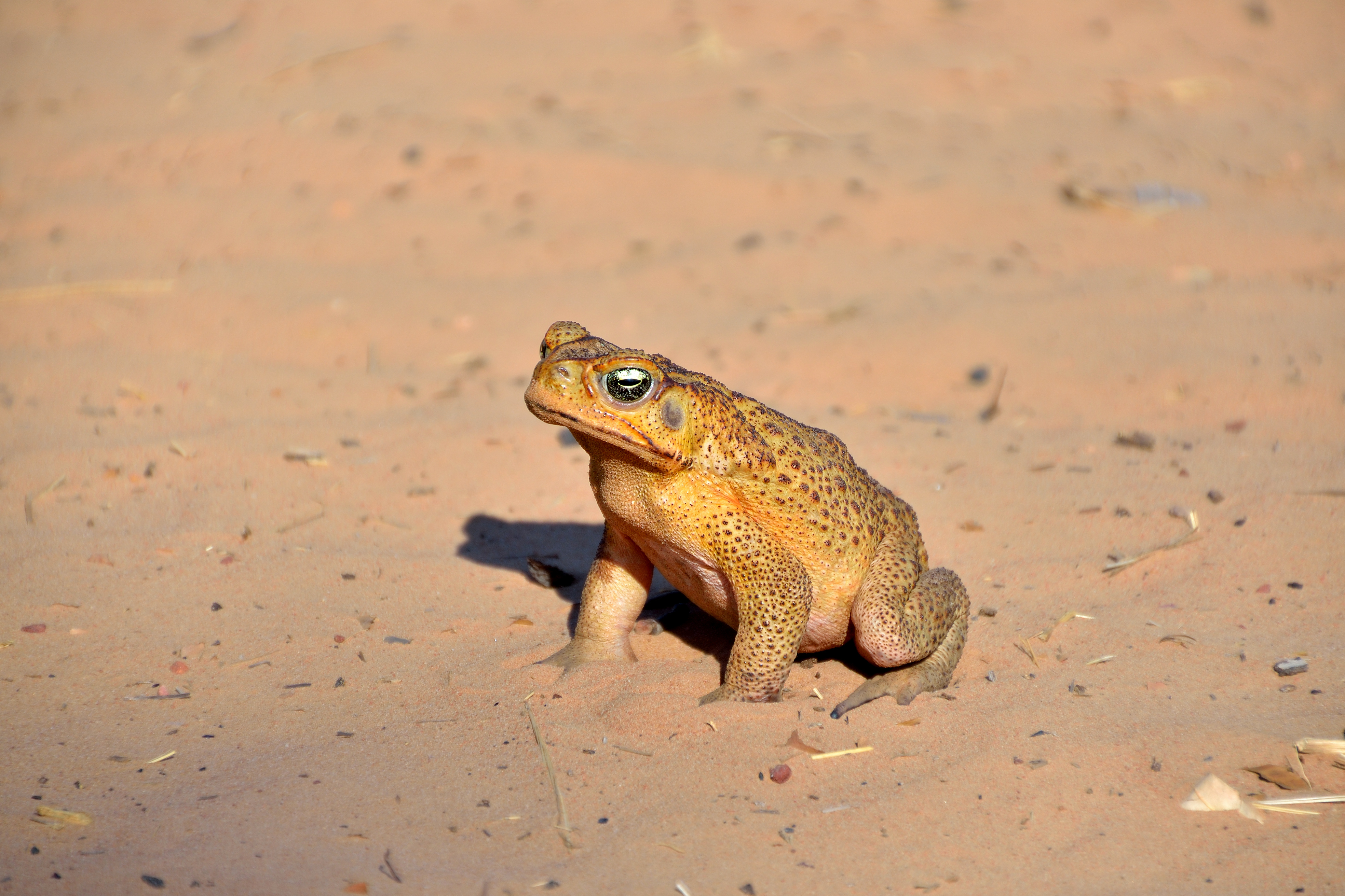 A cane toad warms up in the sun at Ellenbrae station on the Gibb River Road