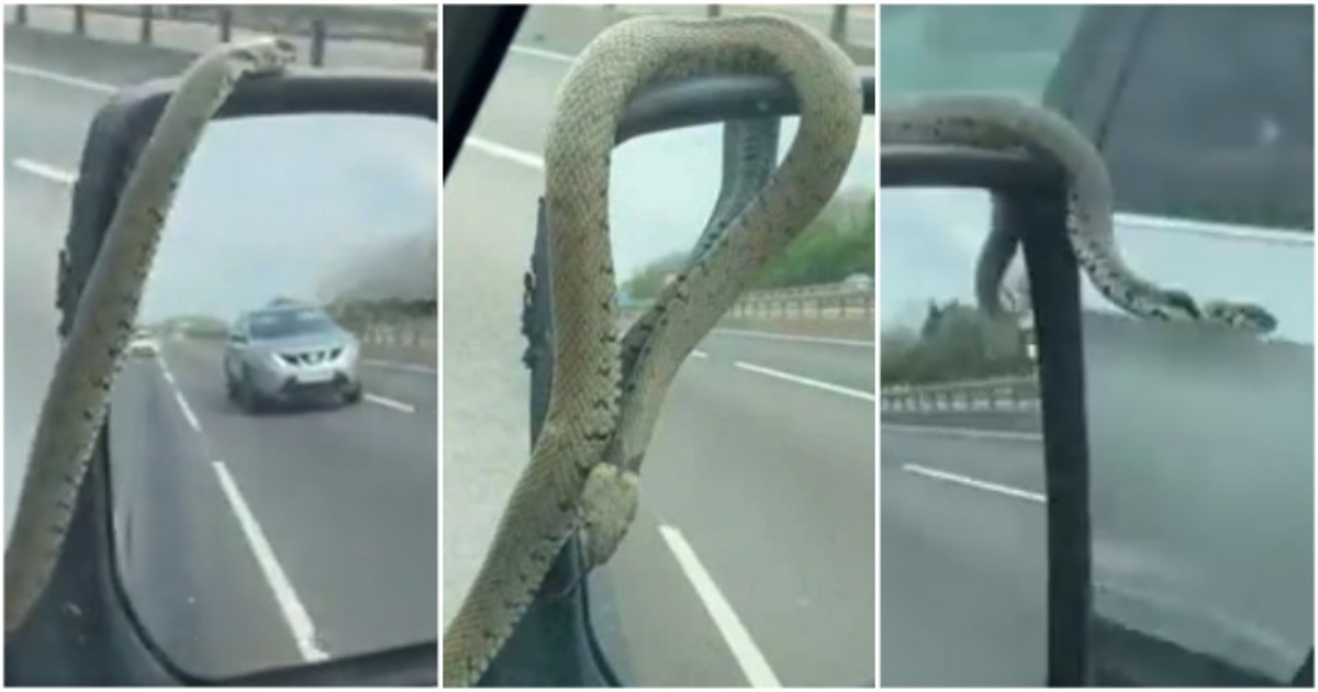 Grass serpent: Video of very long snake clinging to driver's wing mirror as he travels full speed stirs reactions