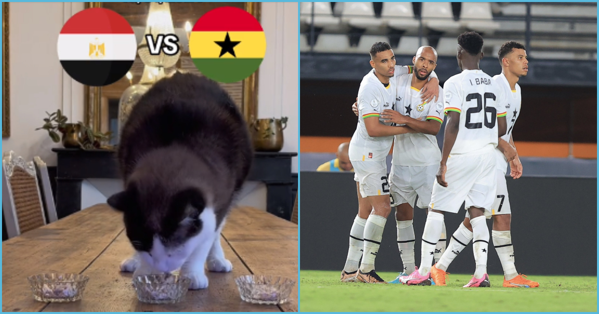 Photo of cat and Black Stars players