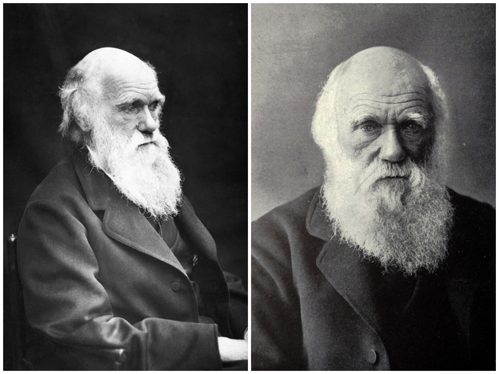 Charles Darwin's potraits