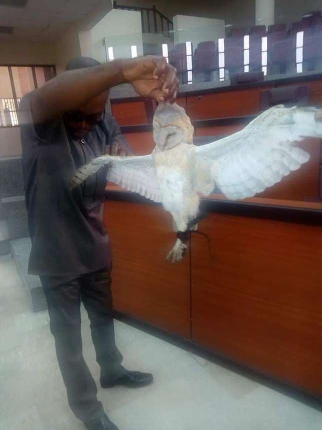 Dead owl found in speaker of parliament’s seat (Photos)