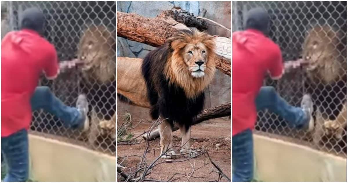 Zookeeper loses his finger after he tried playing with lion that was locked up