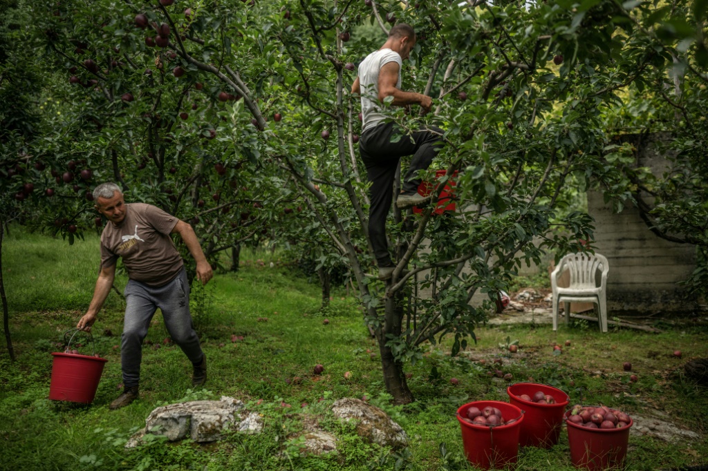 Harvesters said this year's apple crop had already been problematic owing to climate change