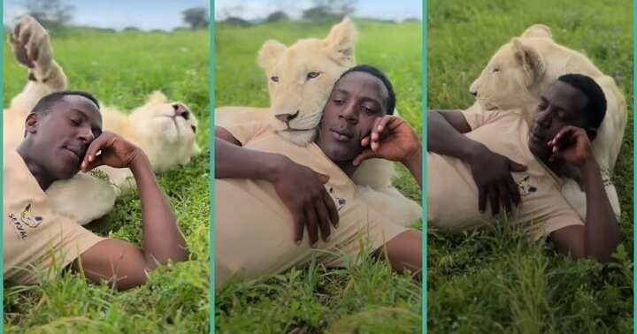 Man having fun with lion inside a field
