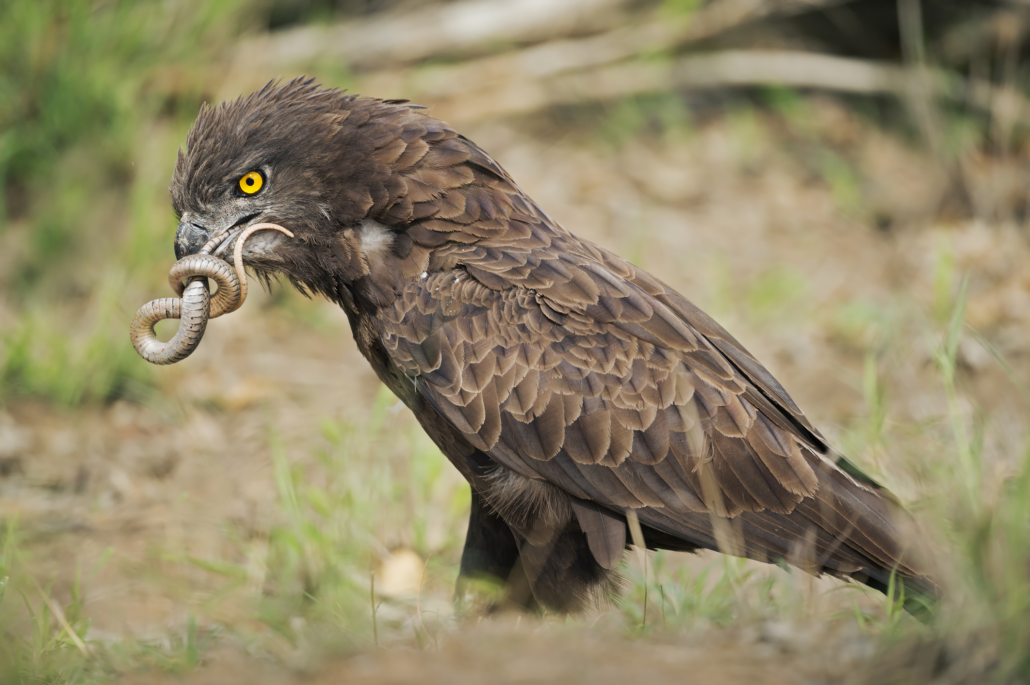 Snake Eagle eats a snake on the grass