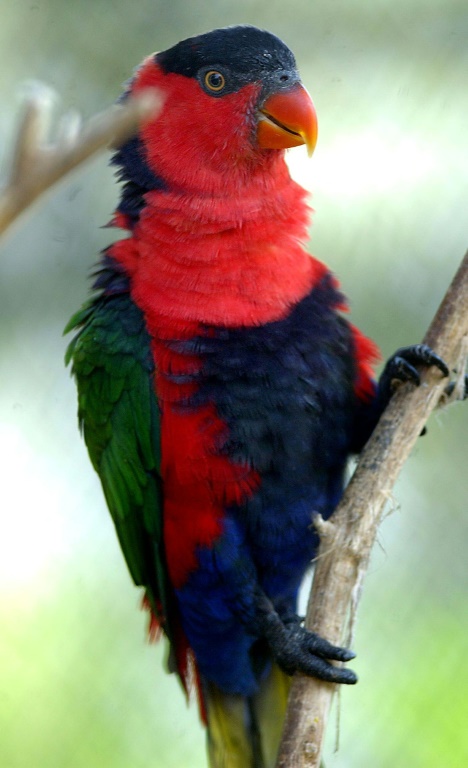 The chattering lory parrot is found only in the jungles of Indonesia's Maluku Islands