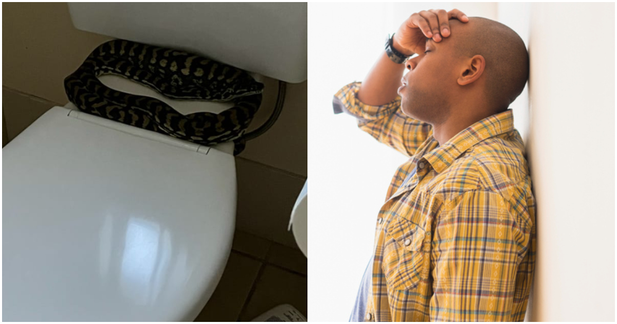 Man finds snake behind toilet seat.