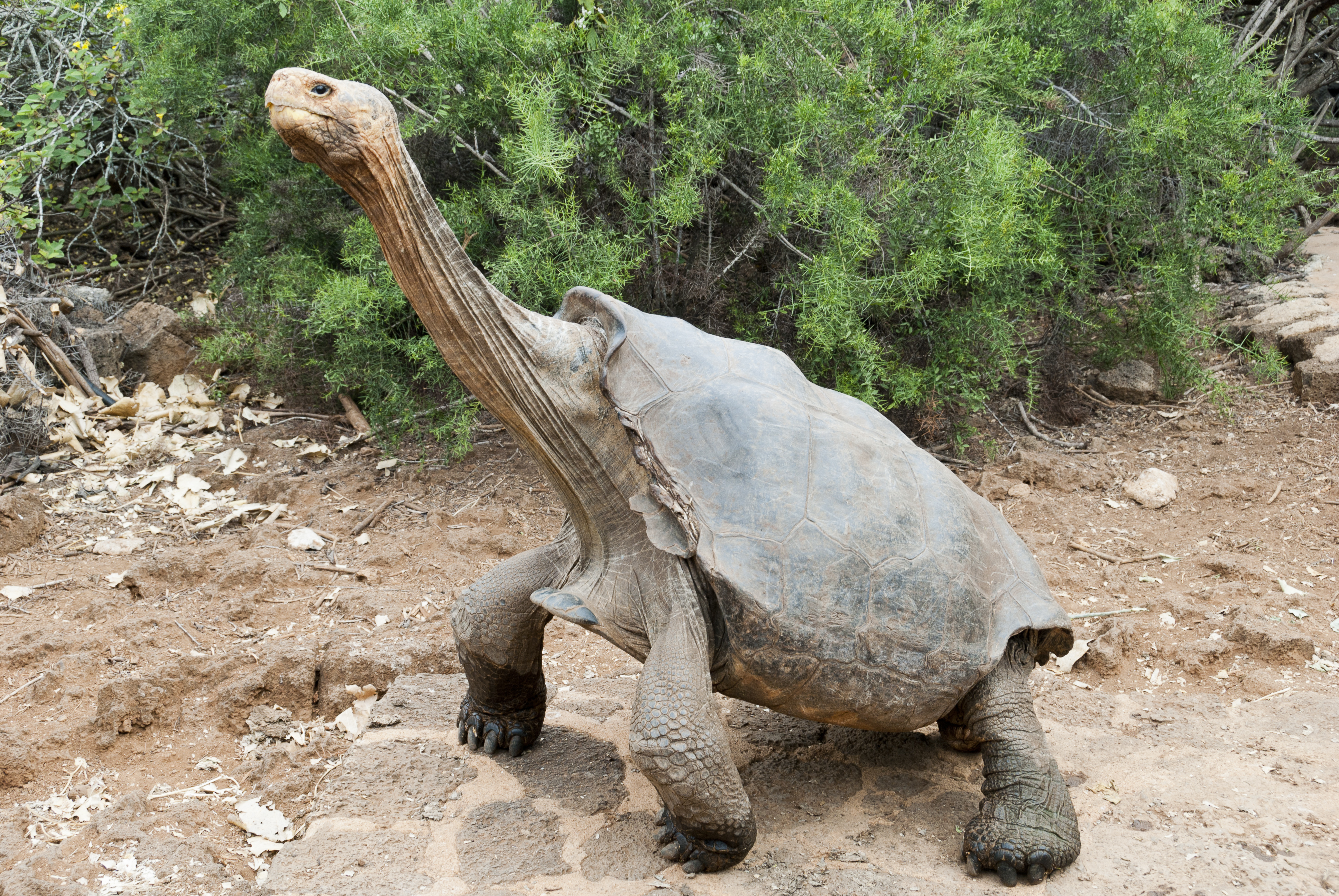 Ecuador's giant tortoise is standing on a bare ground