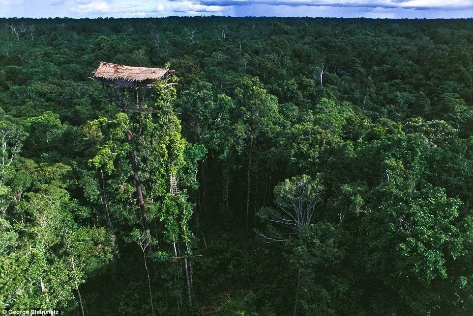 Some of their tree houses go all the way up the forest canopies. Photo: George Steinmelz