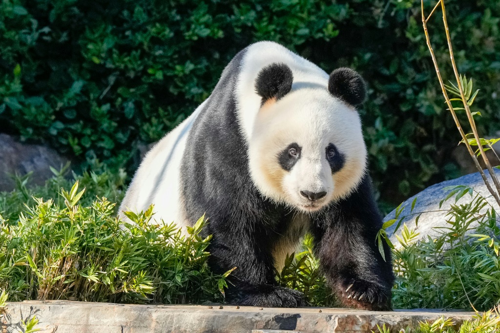 Wang Wang and his mate Fu Ni will return to China later this year after more than a decade in Adelaide but two new pandas will replace them