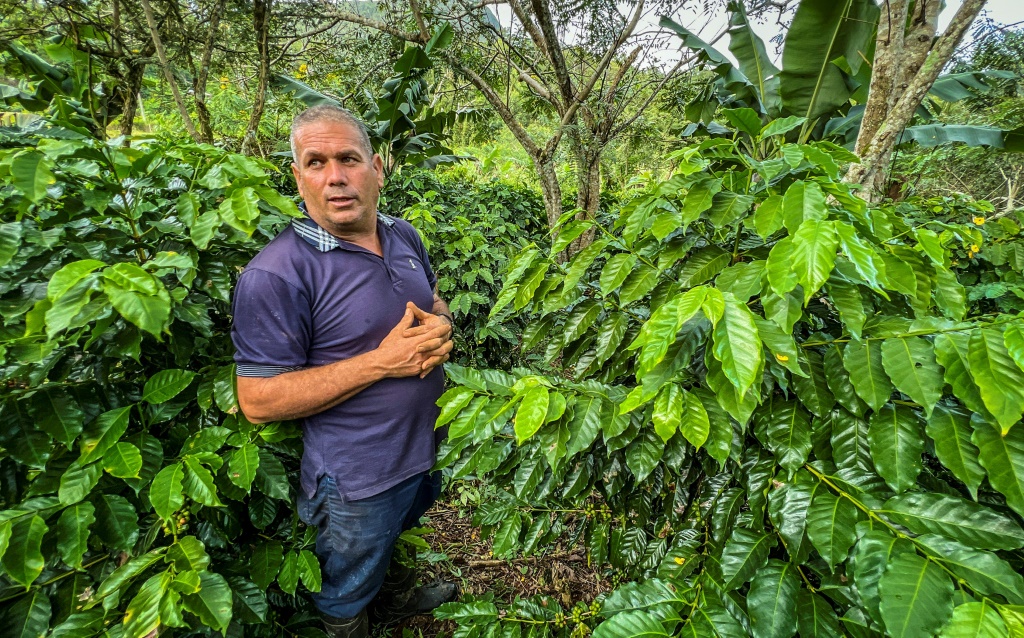 Farmer Jesus Chaviano stands amid his coffee bushes at his plantation in Jibacoa, Villa Clara province, Cuba