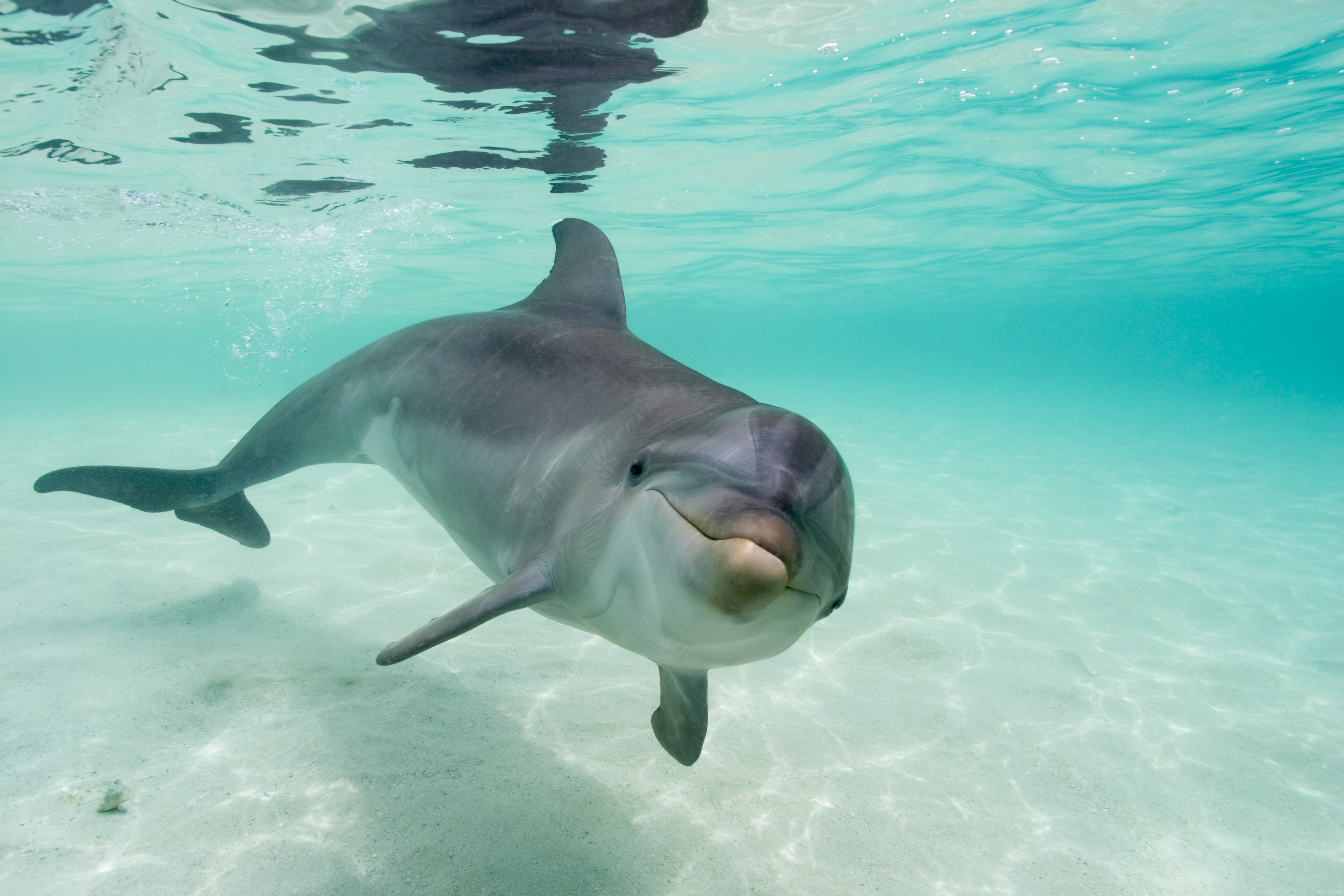 Bottlenose Dolphin in the Caribbean Sea near Roatan Island.