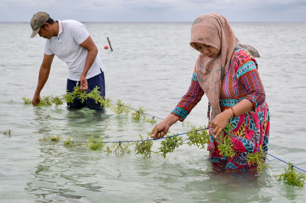 Asmania lost her seaweed farm to flooding and worries about her fisherman husband Sartono (L) who trawls the sea in extreme weather