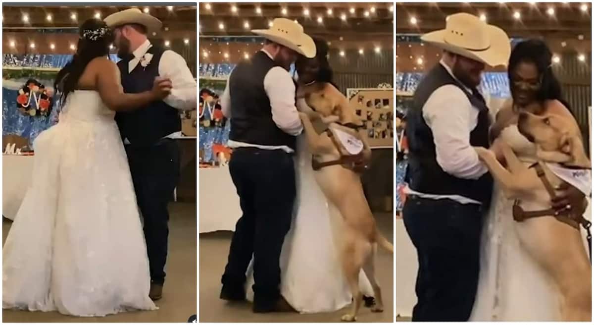 Nice dog named Ghost joins its owners to dance at their wedding.