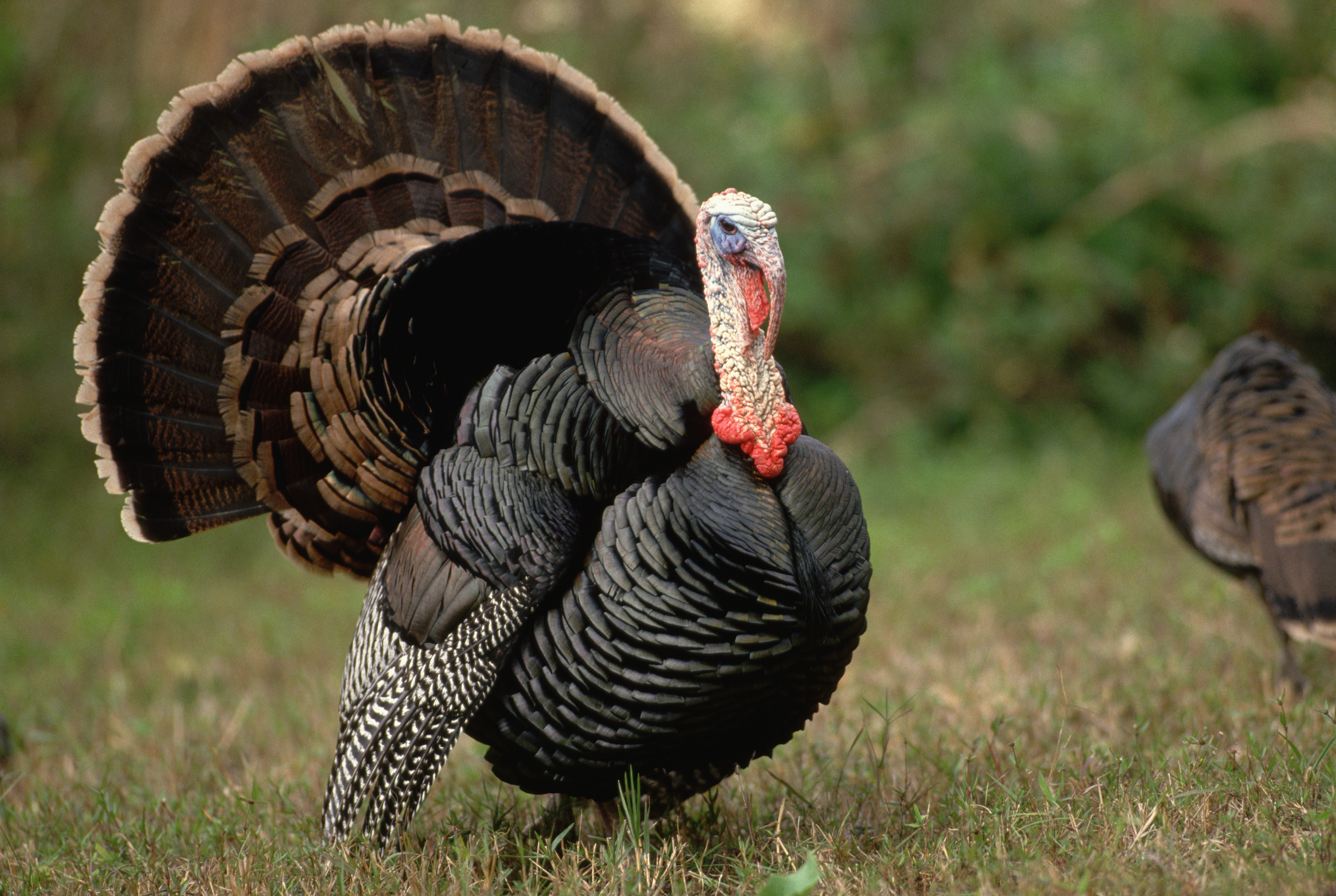 Wild turkey in courtship display