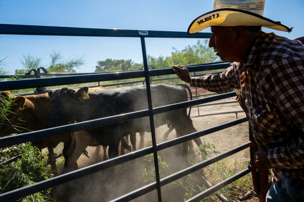 Cattle ranchers like Jose Esquivel of Quemado, Texas, have been culling their herds in response to drought and high production costs, sending US beef prices soaring