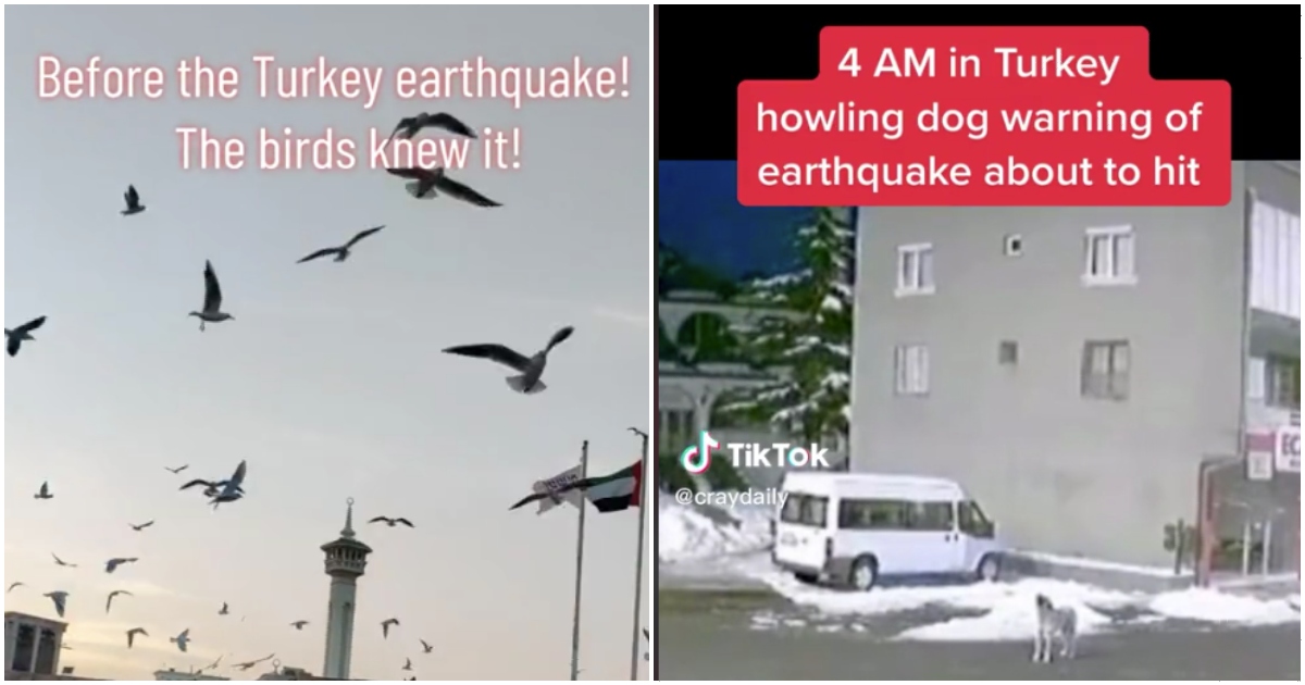 Videos of birds and dogs 'warning' about the Turkey earthquake