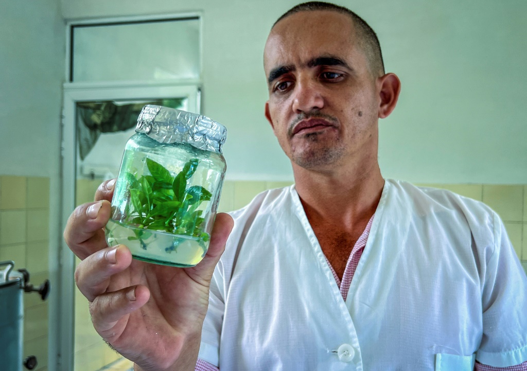 A technician shows an in vitro plant grown at a coffee improvement center in Jibacoa, Villa Clara province, Cuba