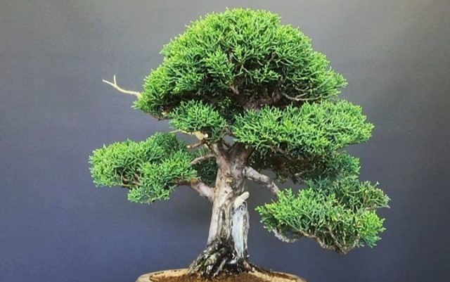 oldest Bonsai tree