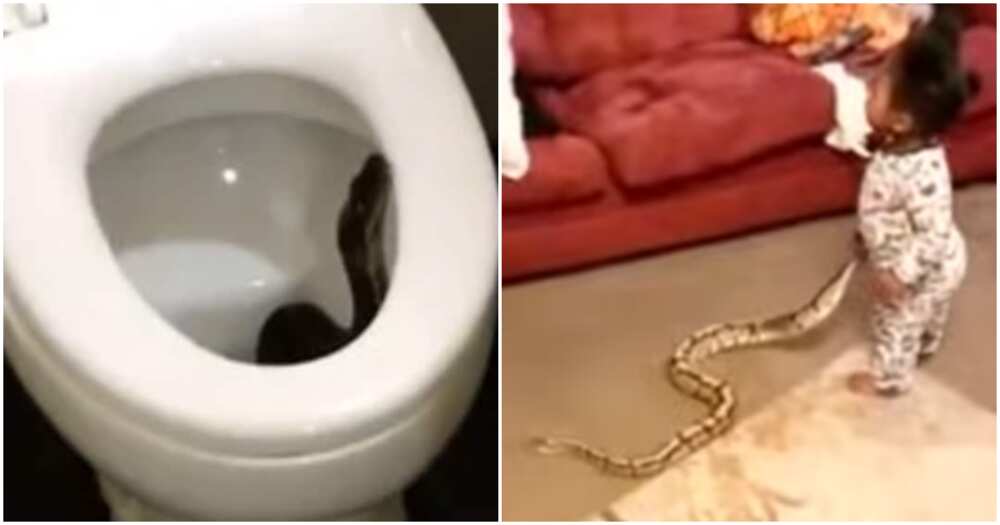 Video of snakes
