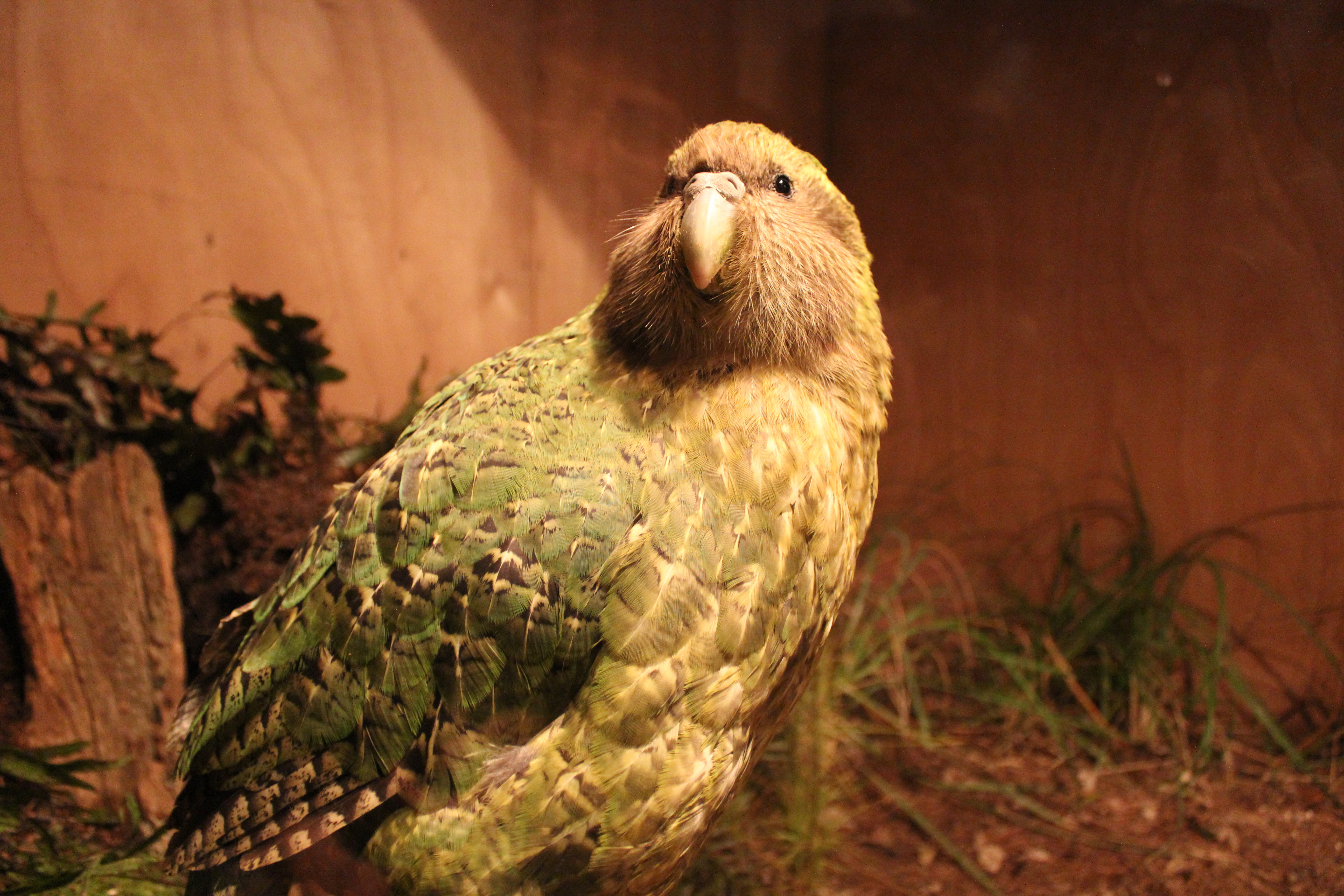 Close-up of New Zealand kakapo parrot
