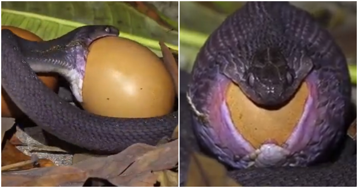 Snake swallows egg whole.