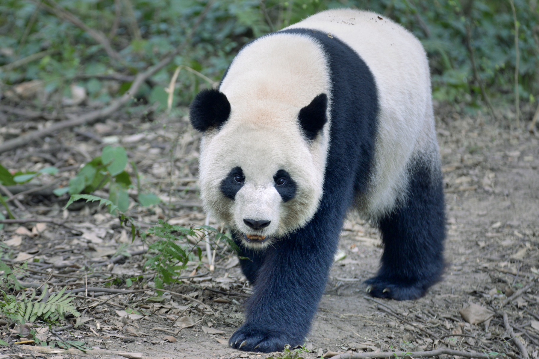 Front view of an adult panda walking on the ground