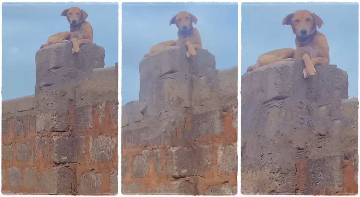 Photos of a dog on the fence of its owners house.