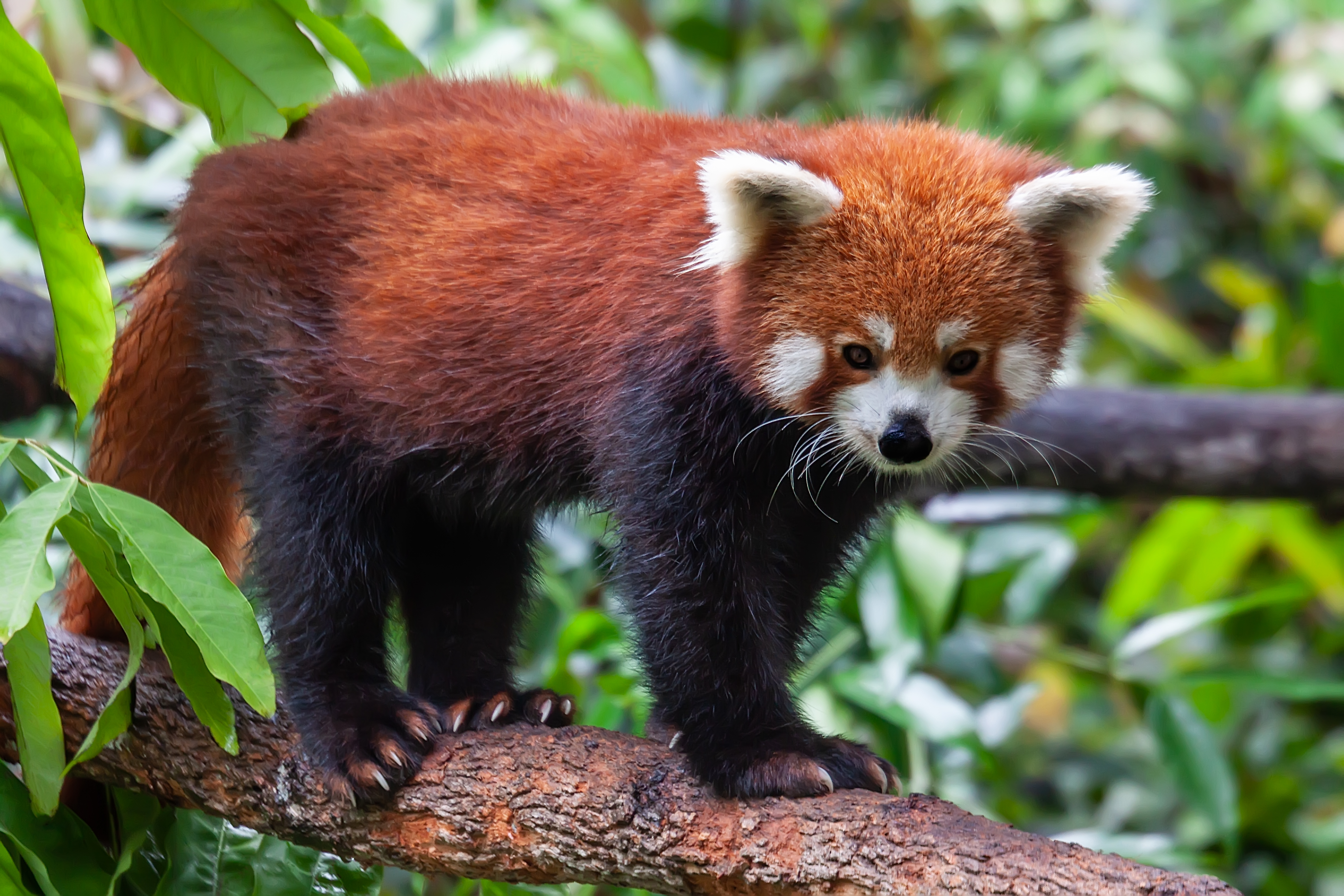 A red panda stands on a tree branch