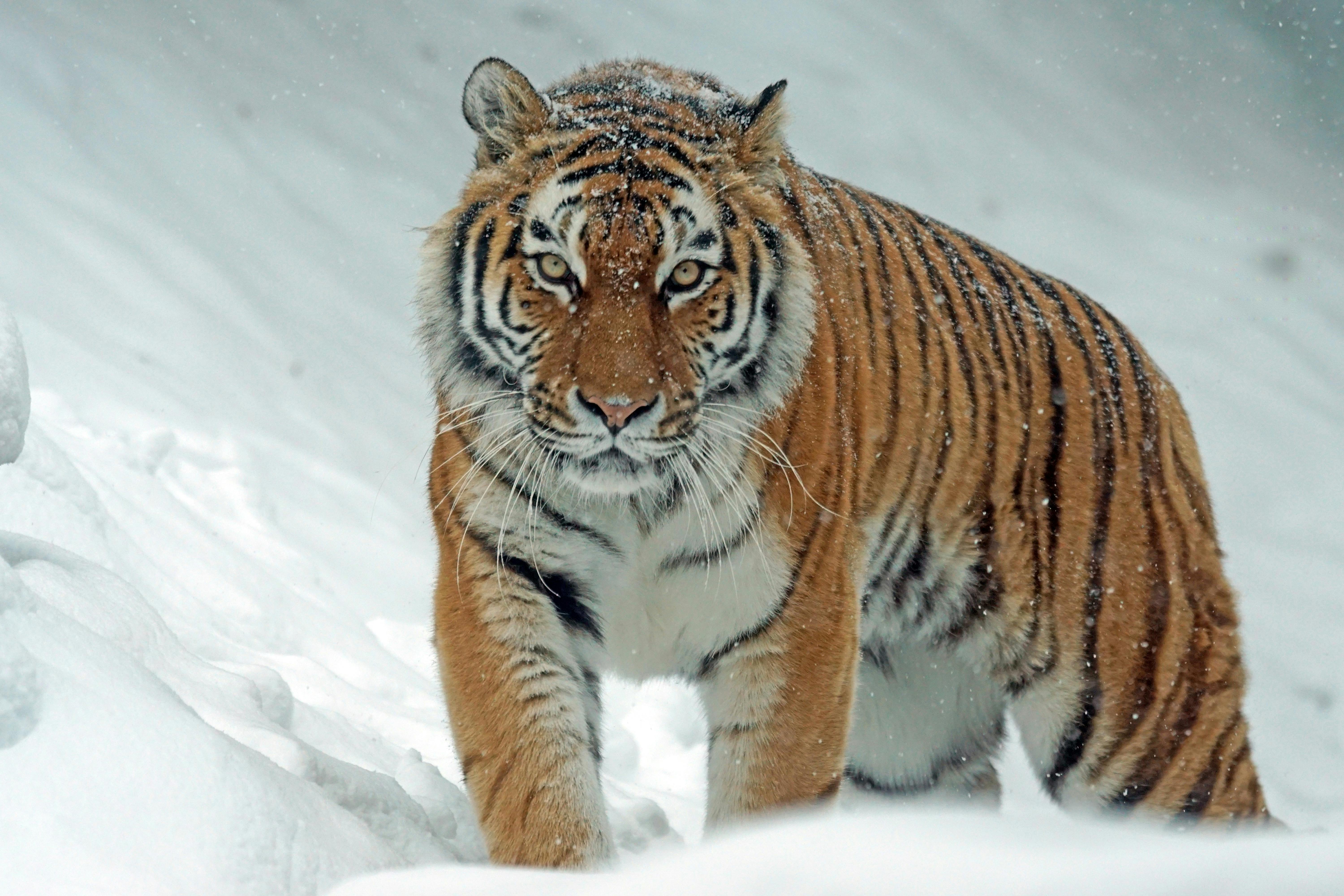 A tiger walking on snow.
