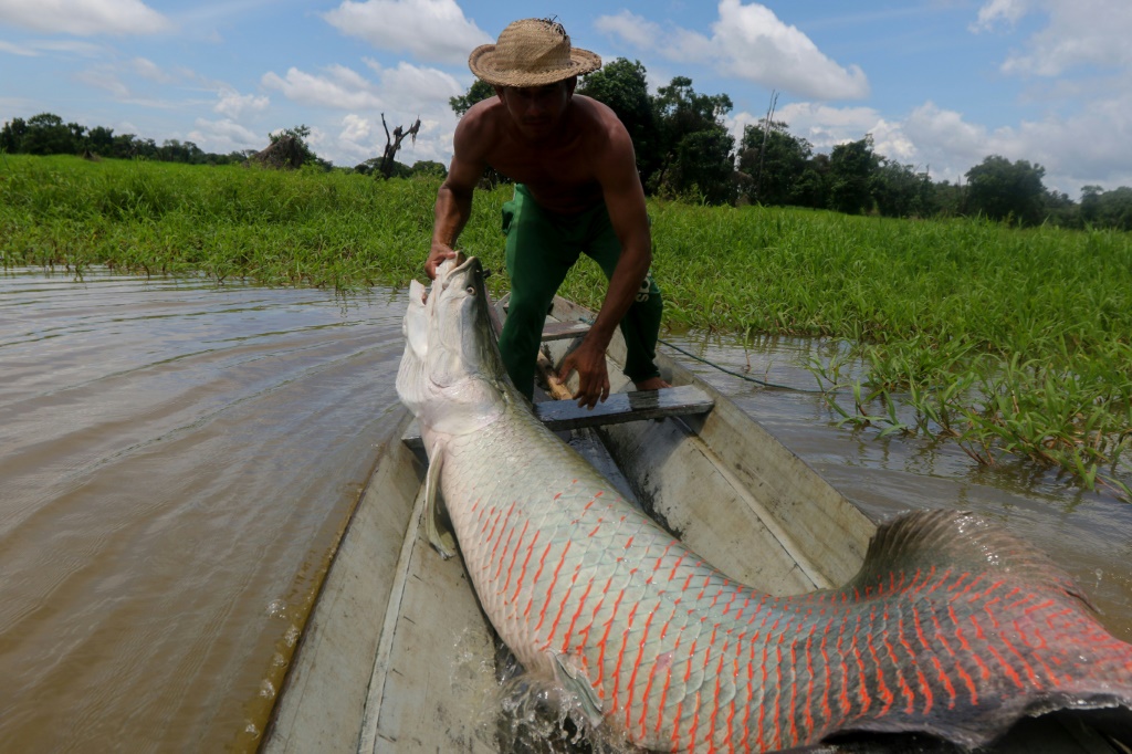 A fisherman pulls a large pirarucu from the water at a protected reserve in Amazonas State, Brazil in October 2019