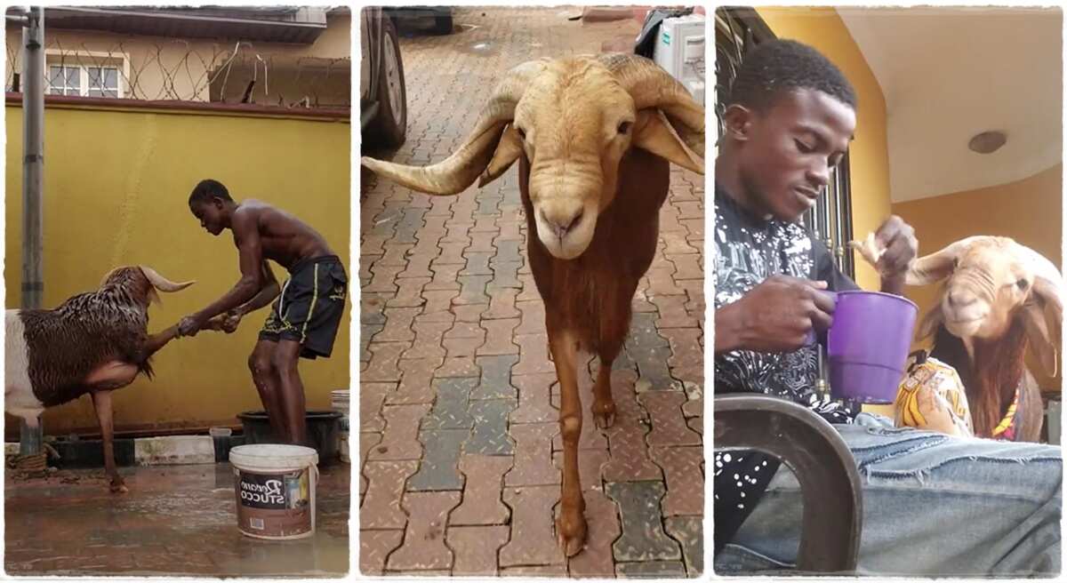 Man pets his ram like human being, brushes its teeth and gives tea and bread