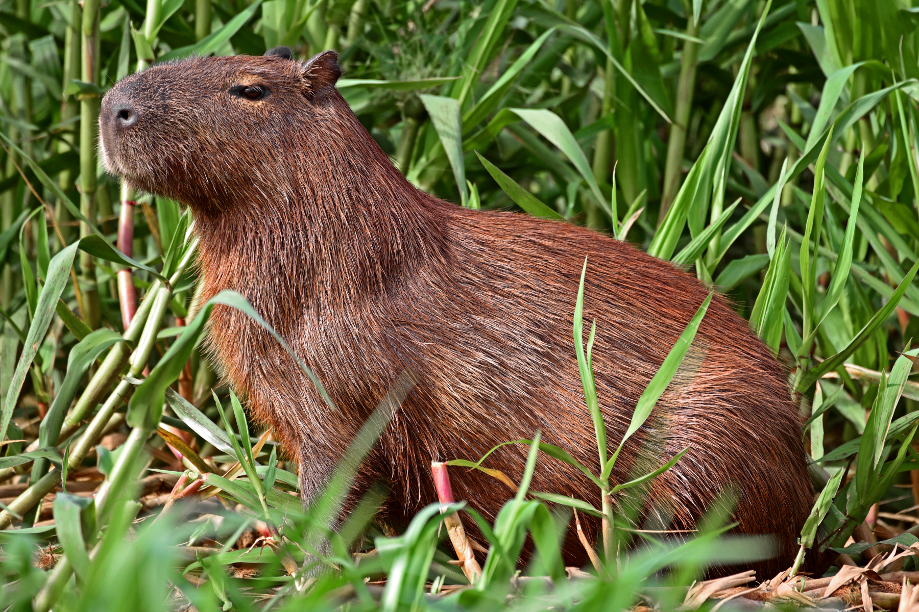 Capybara is on tall grasses