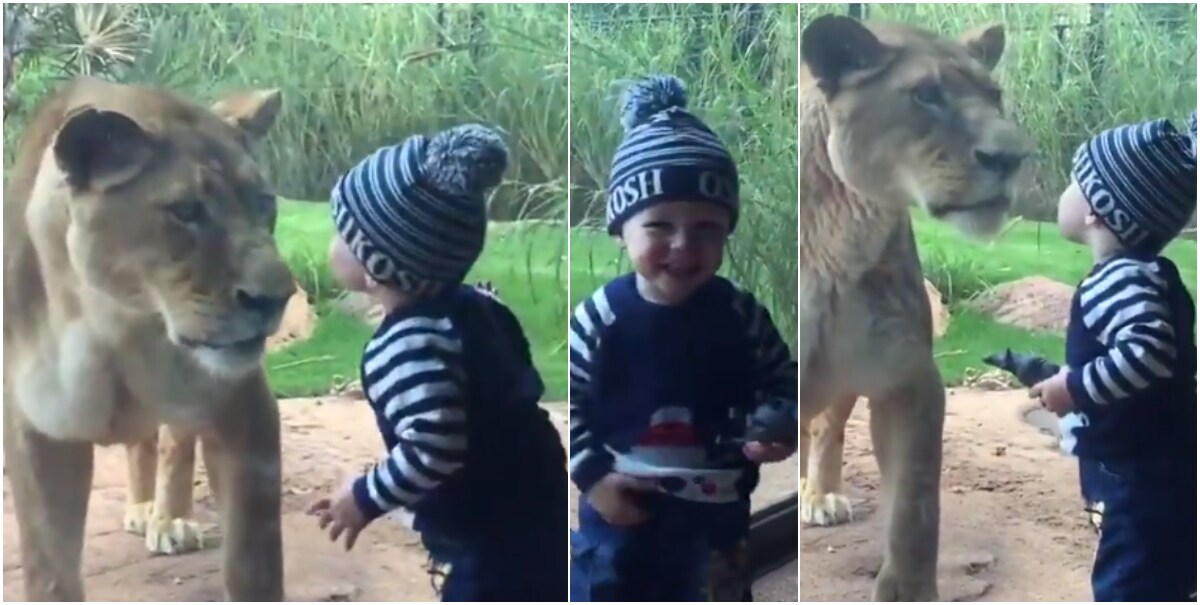 Social media reacts to heartwarming video of toddler kissing a lion