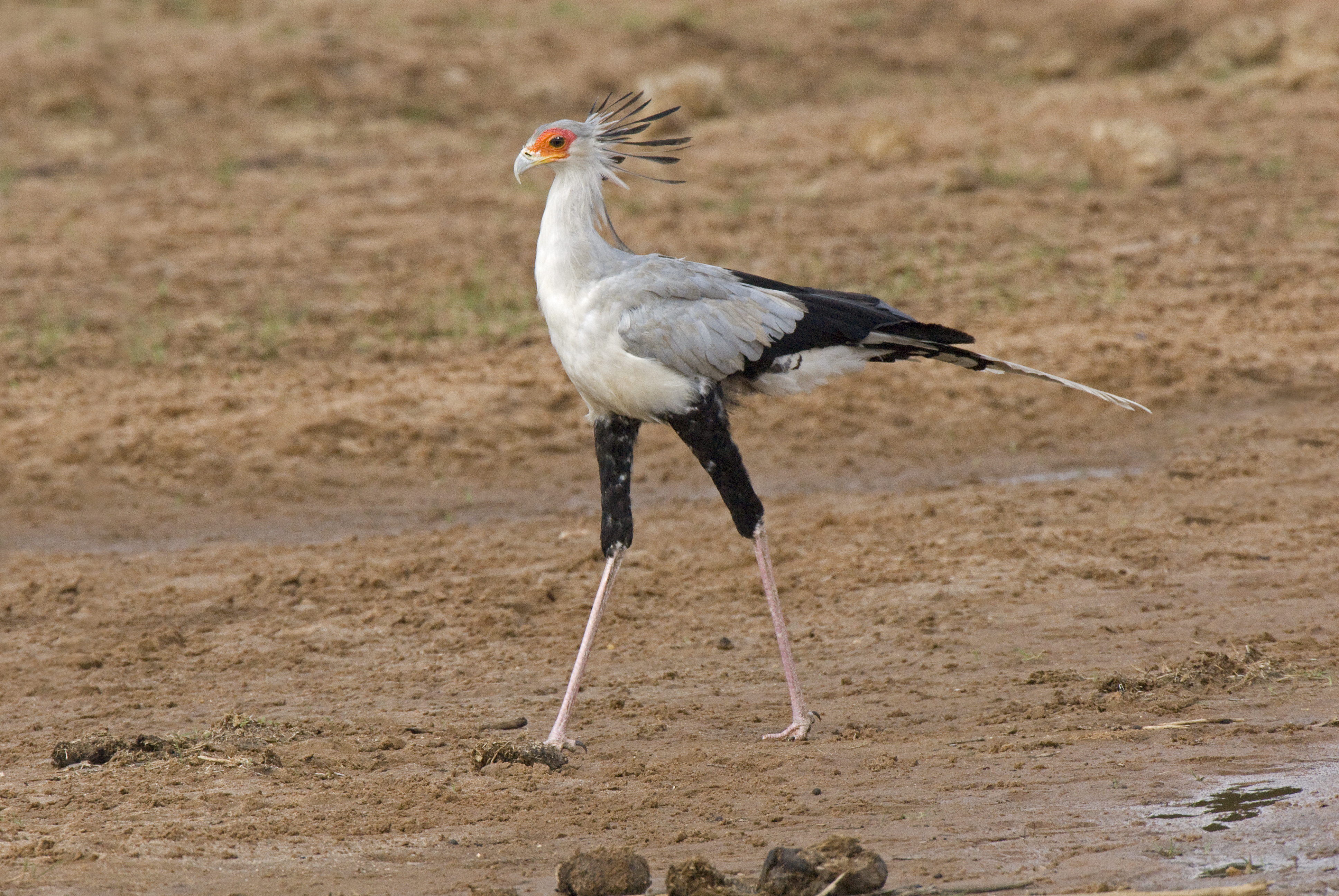 Secretary birdat Samburu National Park in Kenya