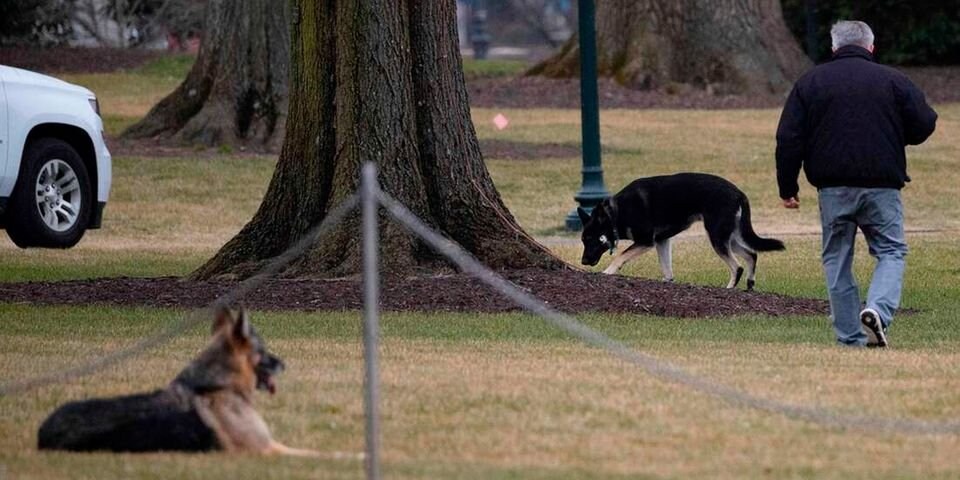 Joe Biden's dogs sent out of White House after biting security personnel