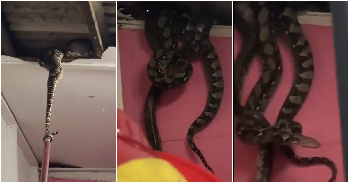 Photos of massive snakes hidden in ceiling.