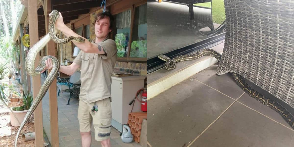 Josh Castle, Python, snake catcher