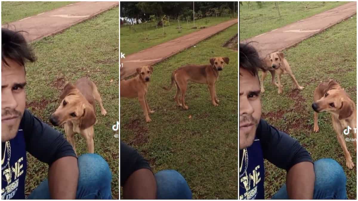 Dogs Become Confused as Man Barks Like Them in Funny Video: “Where Did You  Learn Our Language?” 