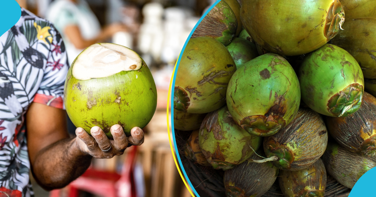 Educated Ghanaian man turns coconut seller: "Didn't know it was this good"
