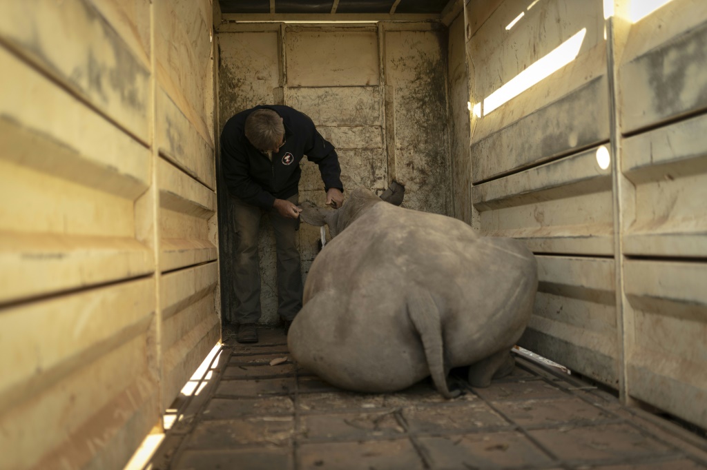 The young rhinos were given a sedative before they were transferred to their new home