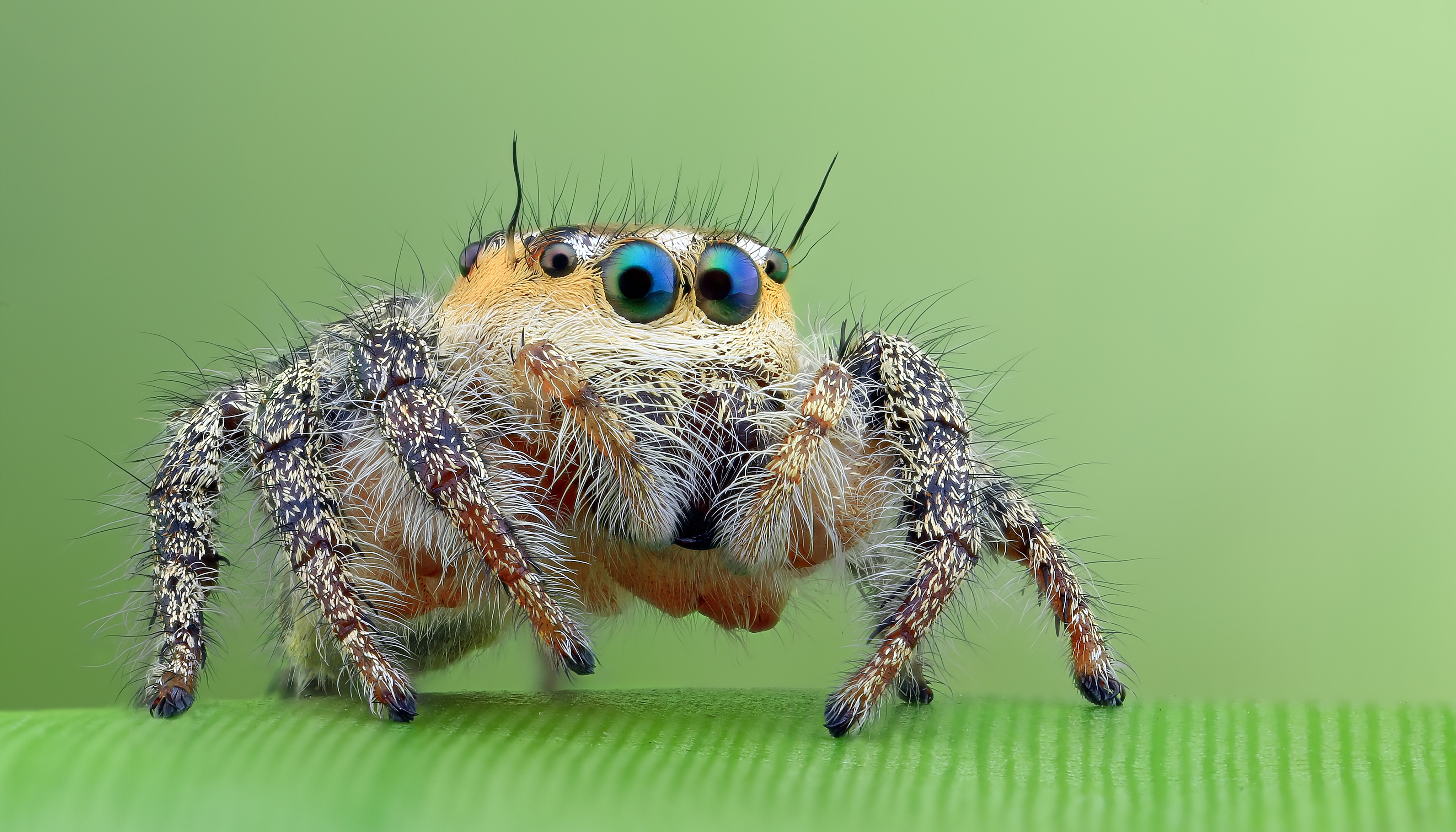 Jumping Spider - The Spider Shop